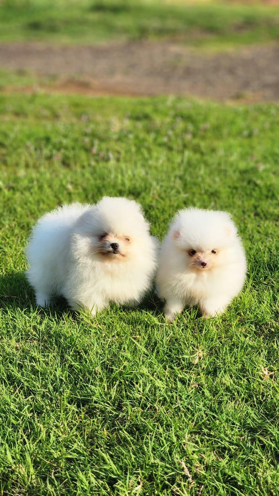 Spitz Branco Fêmea — Spitz Alemão Anão Branco Fêmea