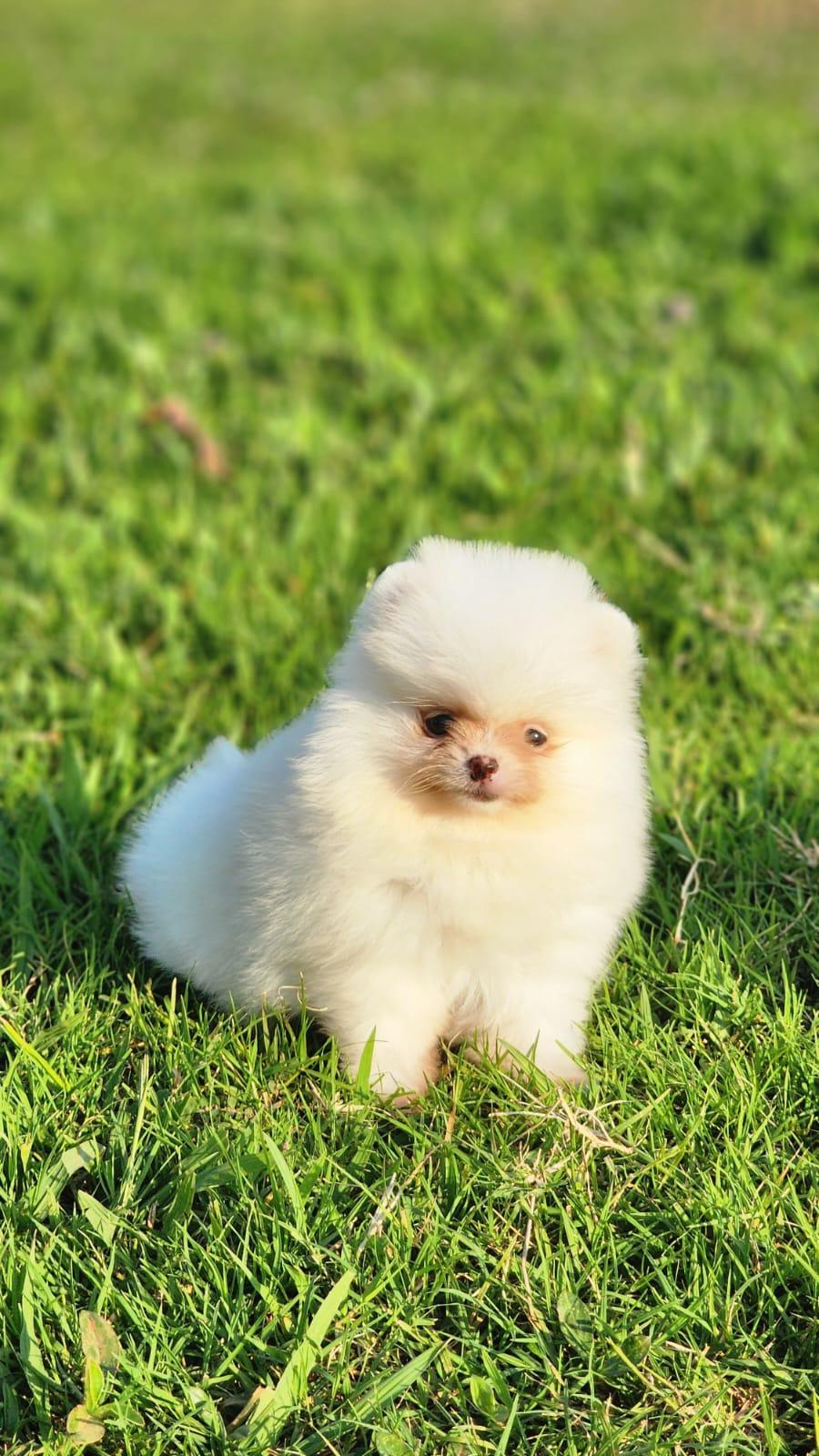 Spitz Alemão Anão Branco