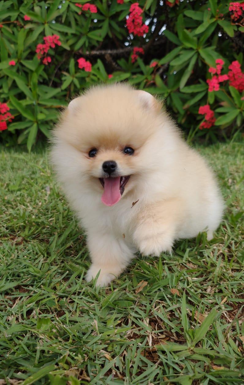 Spitz Creme Fêmea — Spitz Alemão Anão Creme Fêmea