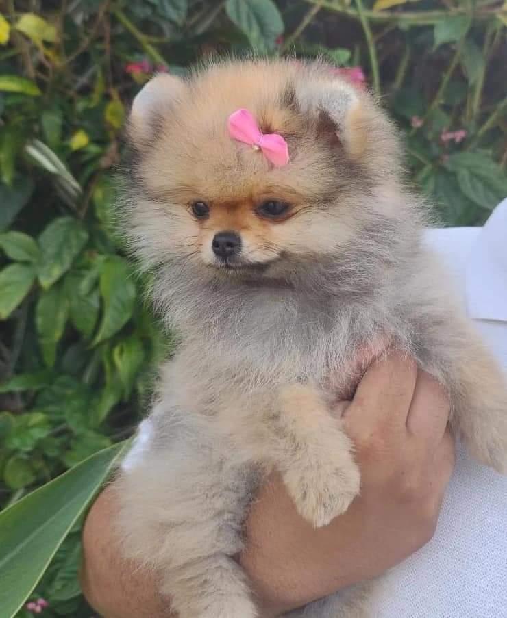 Spitz Laranja Fêmea Laço Rosa — Spitz Alemão Anão Laranja Fêmea