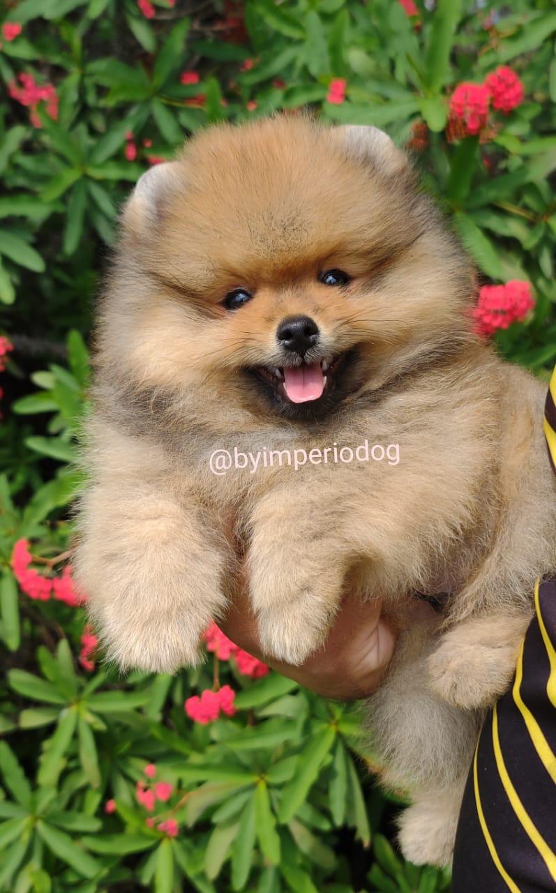 Spitz Laranja Fêmea — Spitz Alemão Anão (Lulu da Pomerânia) Laranja Fêmea