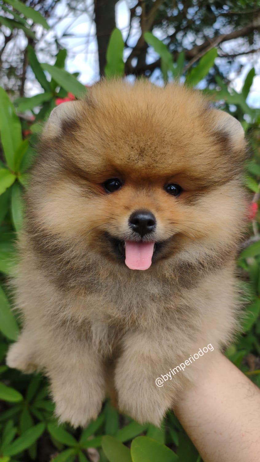 Spitz Laranja Macho — Spitz Alemão Anão Laranja Macho