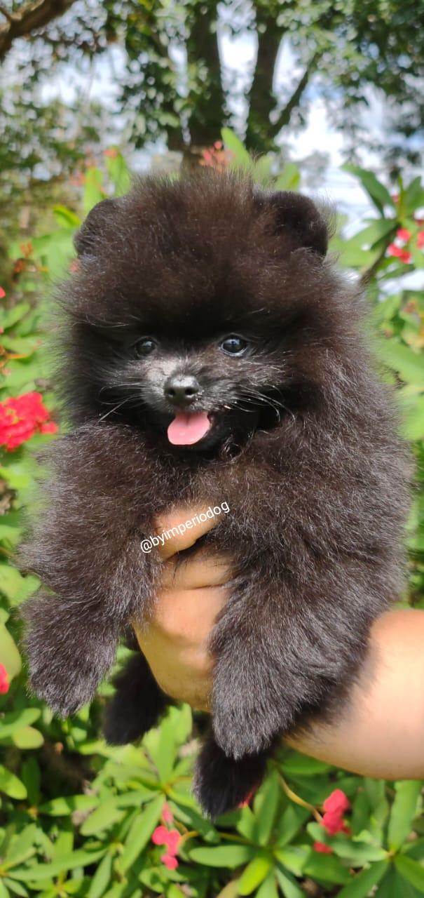 Spitz Preto Fêmea — Spitz Alemão Anão Preto Fêmea