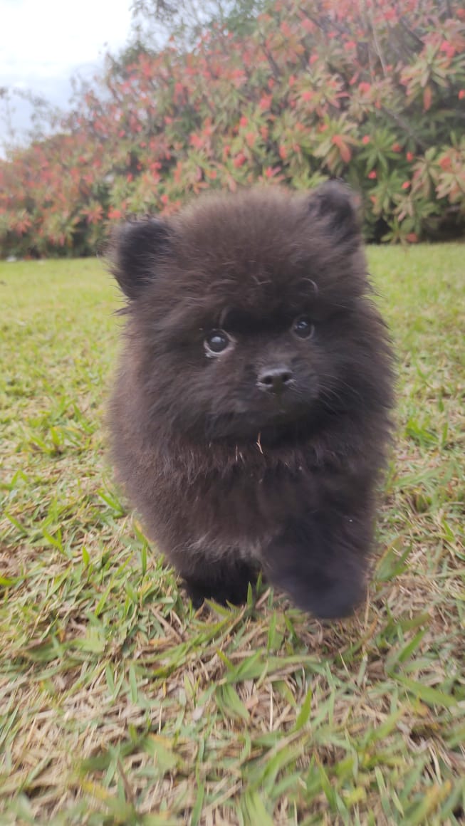 Spitz Preto Macho — Spitz Alemão Anão Preto Macho