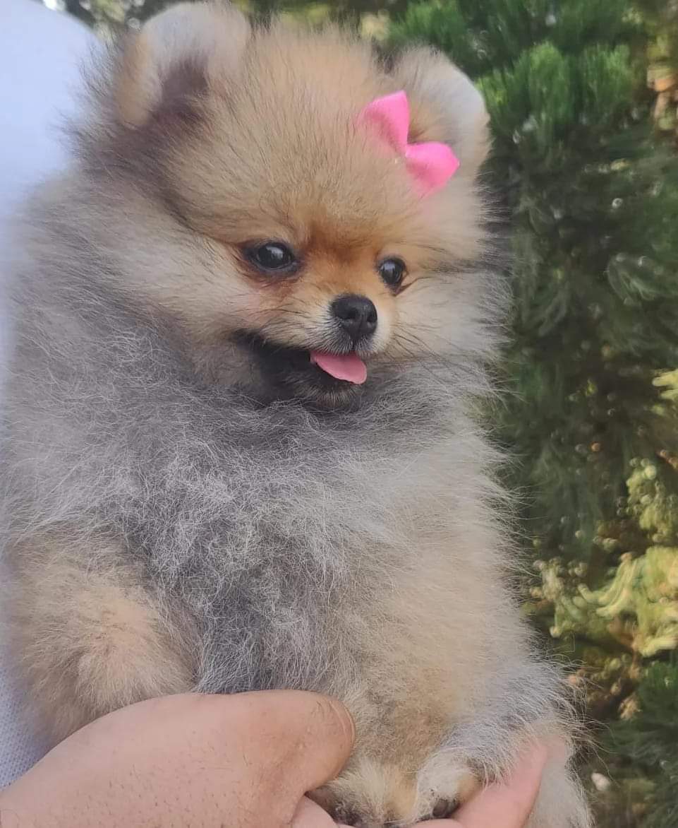 Spitz Alemão Anão Wolf Sable — By Império Dog