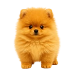 By Império Dog Team